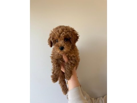 Red toy poodle yavrumuz