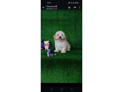 Sevimli maltipoo yavrular