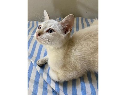 Acil pamuk gibi bir bebek british shorthair