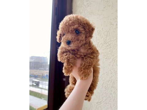 Maltipoo bebekler