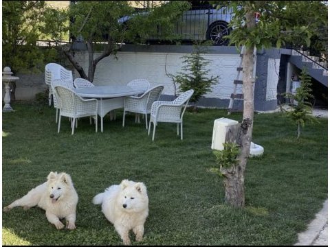 Saf samoyed