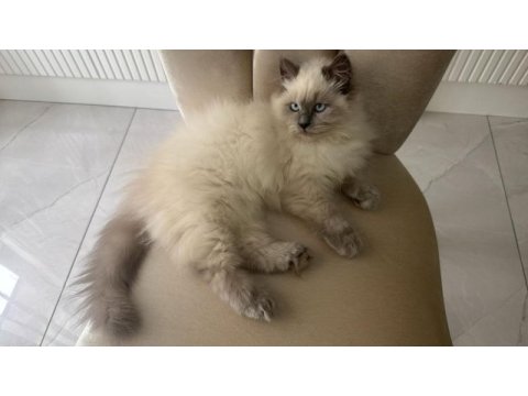 Himalayan maviş oğlumuz