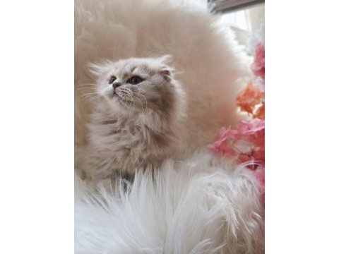 British longhair lilac yavrularımız