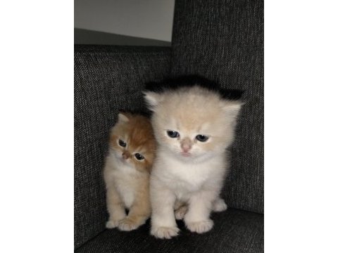 Rezerveye açık british shorthair yavrular