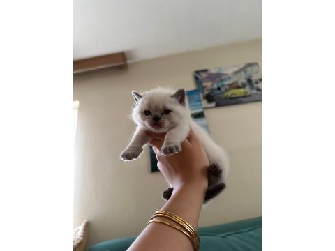 Sahiplendirme british shorthair