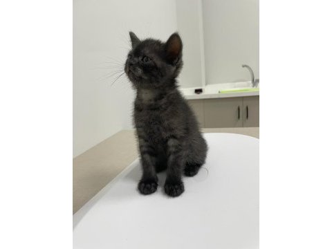 Son 3 adet british shorthair yavrular