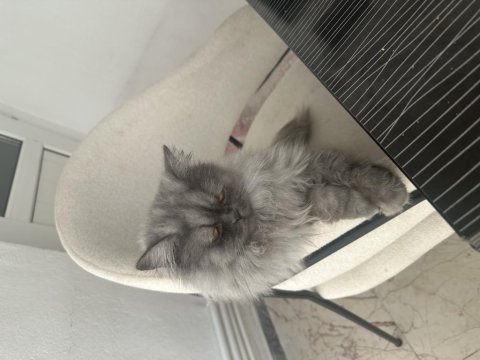 British shorthair duman kızımız