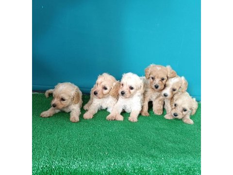 Dişi ve erkek maltipoo köpekler