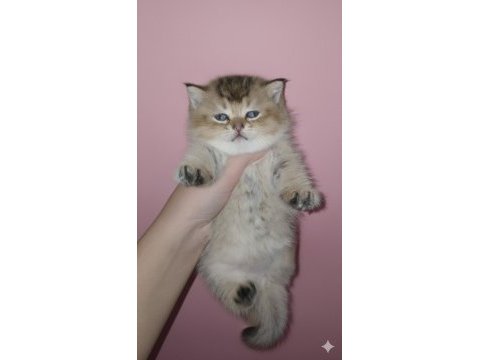 Golden panda british shorthair yavrum yeni yuvasını arıyor
