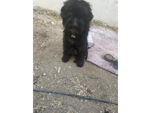 Siyah genç erkek köpeğimiz