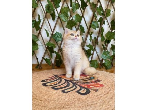 Ny12 dişi irina british shorthair golden