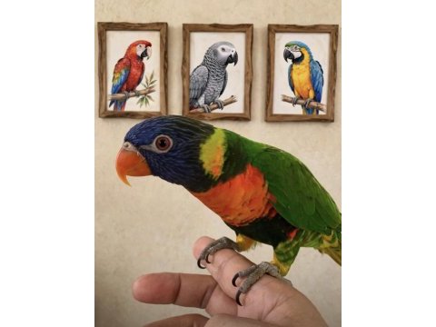Jumbo boy rainbow lori