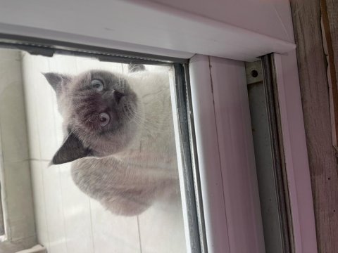 Blue point british shorthair