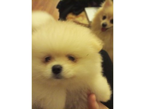 Safkan anne ve baba şecereli pomeranian dişi yavrular