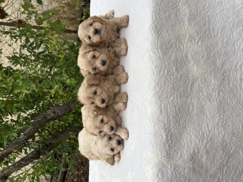 Orjinal aşılı maltipoo