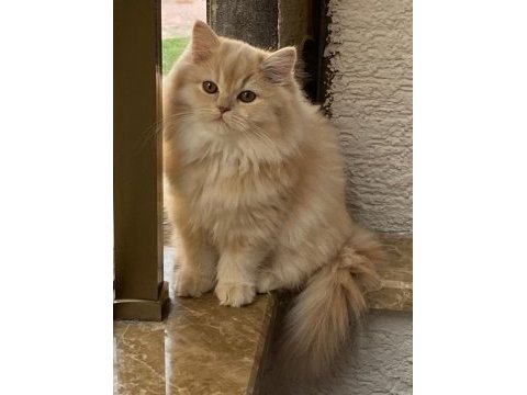 Yavru scottish fold bursa