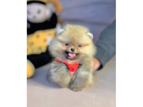 Sevimli pomeranian boo yavrularımız