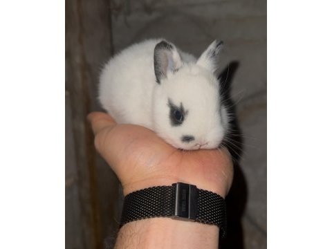 Safkan cüce tavşanlar (netherland dwarf)