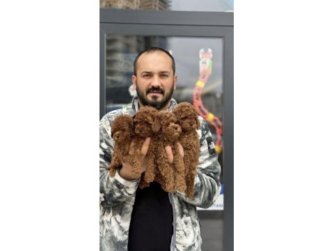 Toy kore ırk safkan güzellik