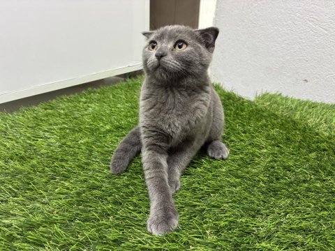 Scottish fold yavrular