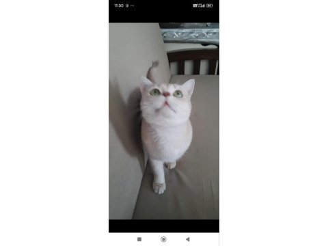 British golden shorthair şecereli erkek