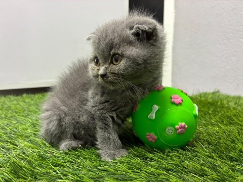 Scottish fold yavrular