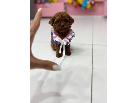 Orijinal toy poodle