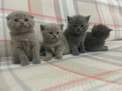 40 günlük safkan a kalite british shorthair yavrular