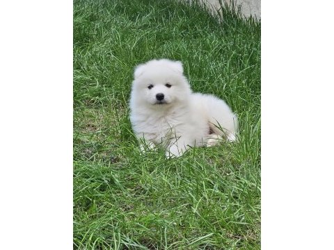 Orjinal kar beyaz samoyed yavrular
