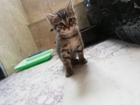 Acil yuva aranıyor tekir