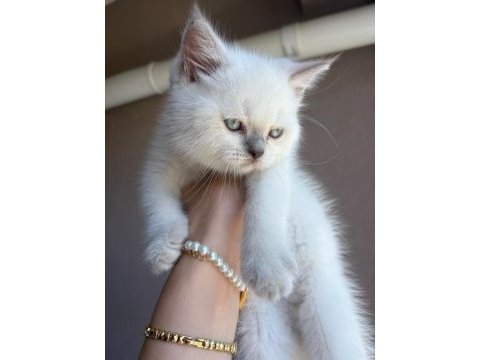 British shorthair blue point (colourpoint)