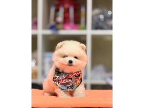 Ayı surat pomeranian boo