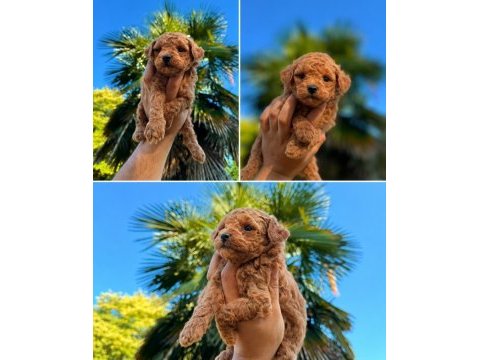 Premium redbrown toy poodle yavruları