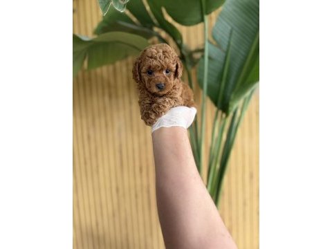 Referans yavru köpekler