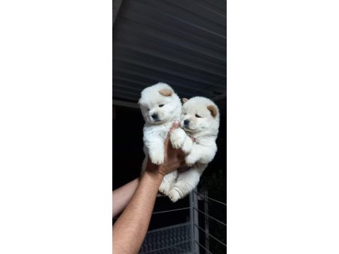 Safkan erkek ve dişi çin aslanı