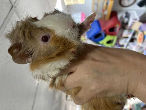 Renk renk ginepig yavrularımız 