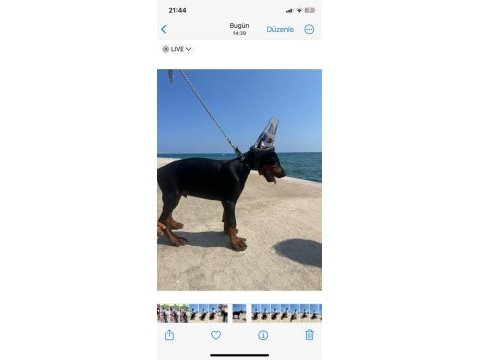 A clas fcı kıf şecereli doberman son yavru