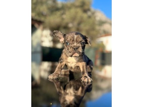 Güzeller güzeli merle ve blue fawn french bulldog yavrular