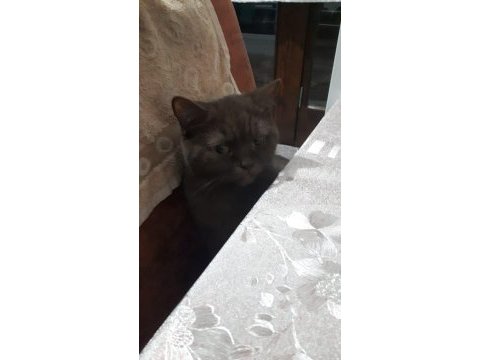 1.5 yaşında kedimiz tamamen ücretsiz ve mama karşılıksız