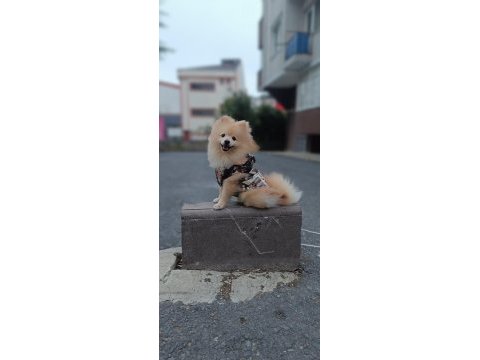 2.5 yaşında erkek pomeranian