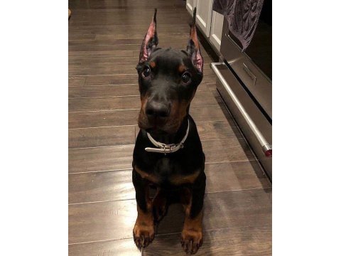 Reklama ihtiyacı olmayan doberman yavrular (estetikli)