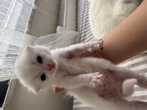 19.04.2025 doğumlu scottish fold yavrular mavi göz