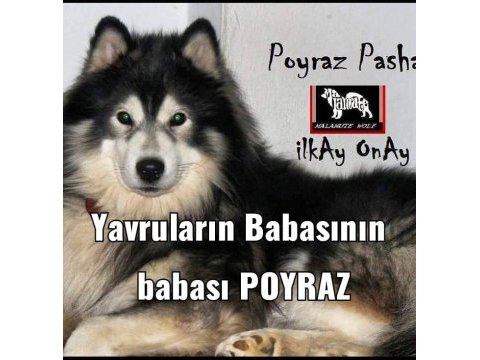Alaska kurdu ( malamut ) yavruları