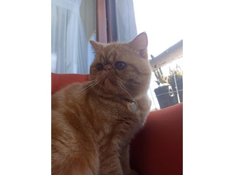 İran kedisi garfi