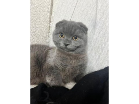 Scottish fold 8 aylık dişi