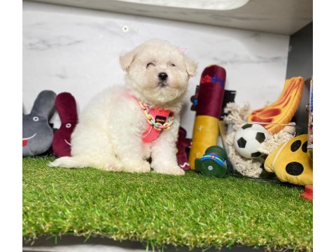 Maltese terrier yavrularımız dişi ve erkek