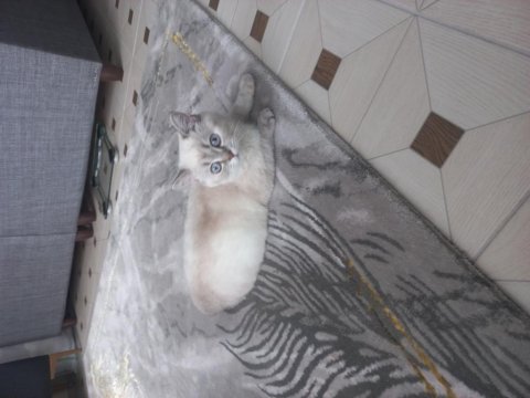 British shorthair blue point