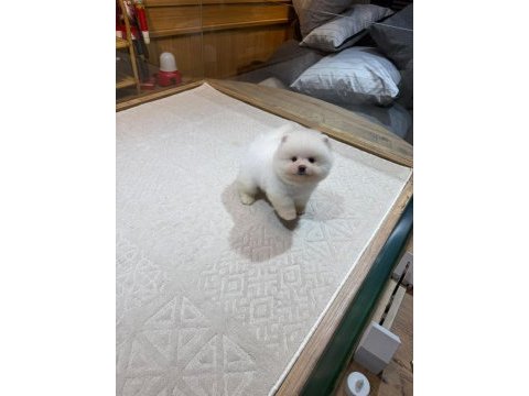 Sağlık ve ırk garantili pomeranian yavrusu