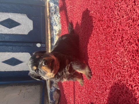 Rottweiler köpeği