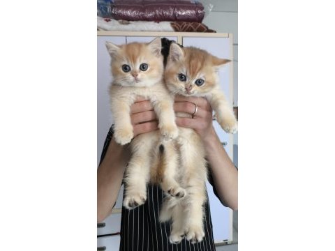 British golden ny12 shorthair yavrular